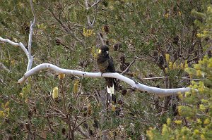Parrot, Yellow-tailed Black Cockatoo, 2008-01217278b Coles Bay, Tasmania, AU